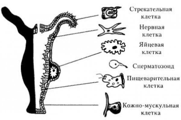 Как вывести деньги с кракена